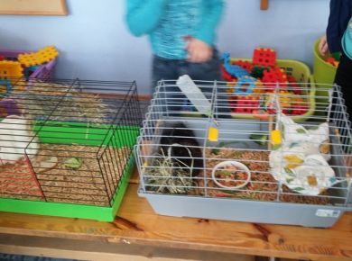 KONKURS WIEDZY EKOLOGICZNEJ- PRZYJACIELE ZWIERZĄT
